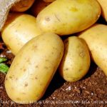 manfaat kentang rebus untuk kecantikan