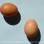 perbedaan telur omega dengan telur biasa