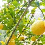 manfaat lemon untuk kesehatan