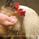 perbedaan ayam organic dan ayam prebiotic